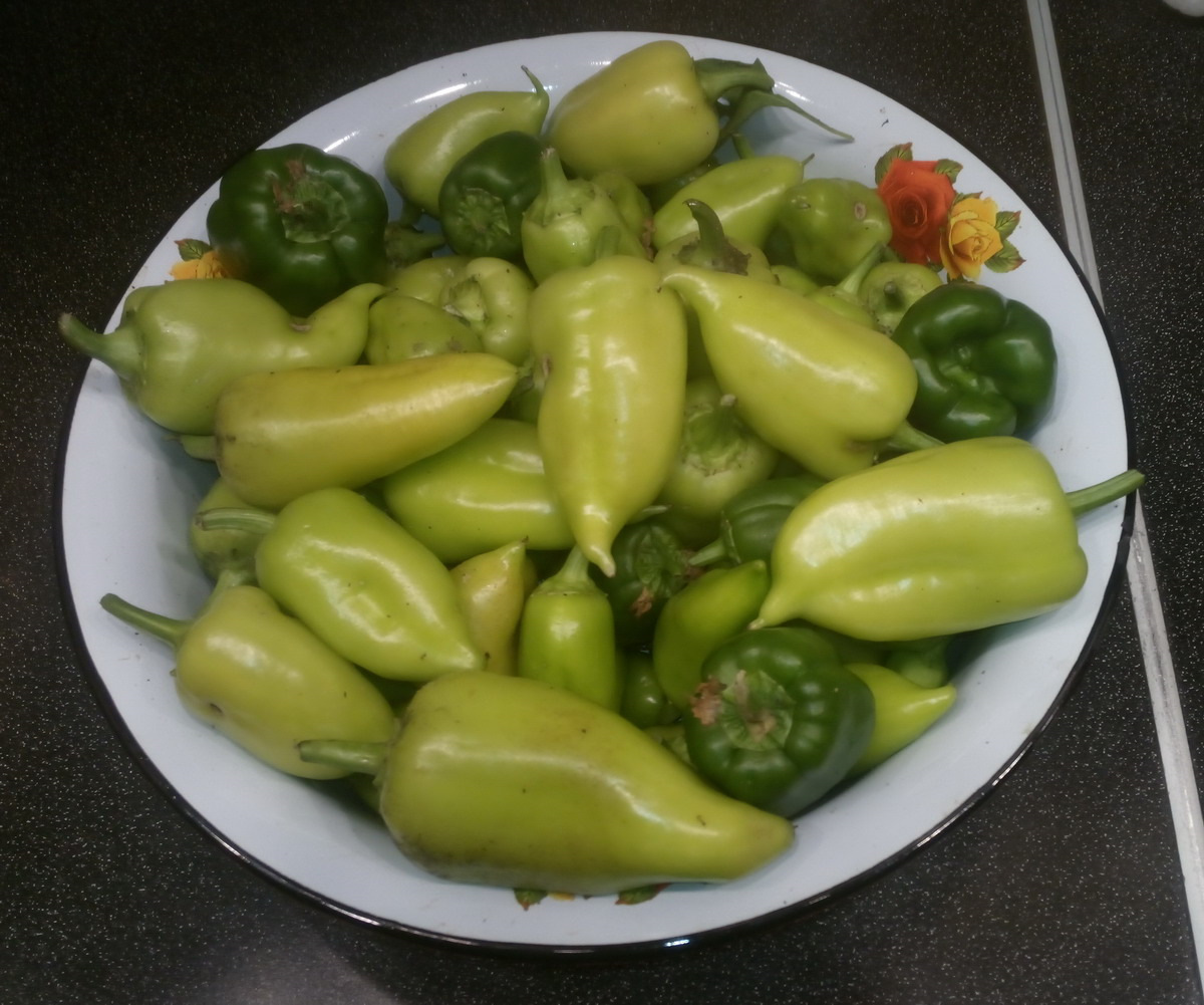 Дозаривание перца сладкого. Перец сорт златогривый лев. Американские овощи. Дозаривание перца сладкого. Дозаривание перца сладкого.