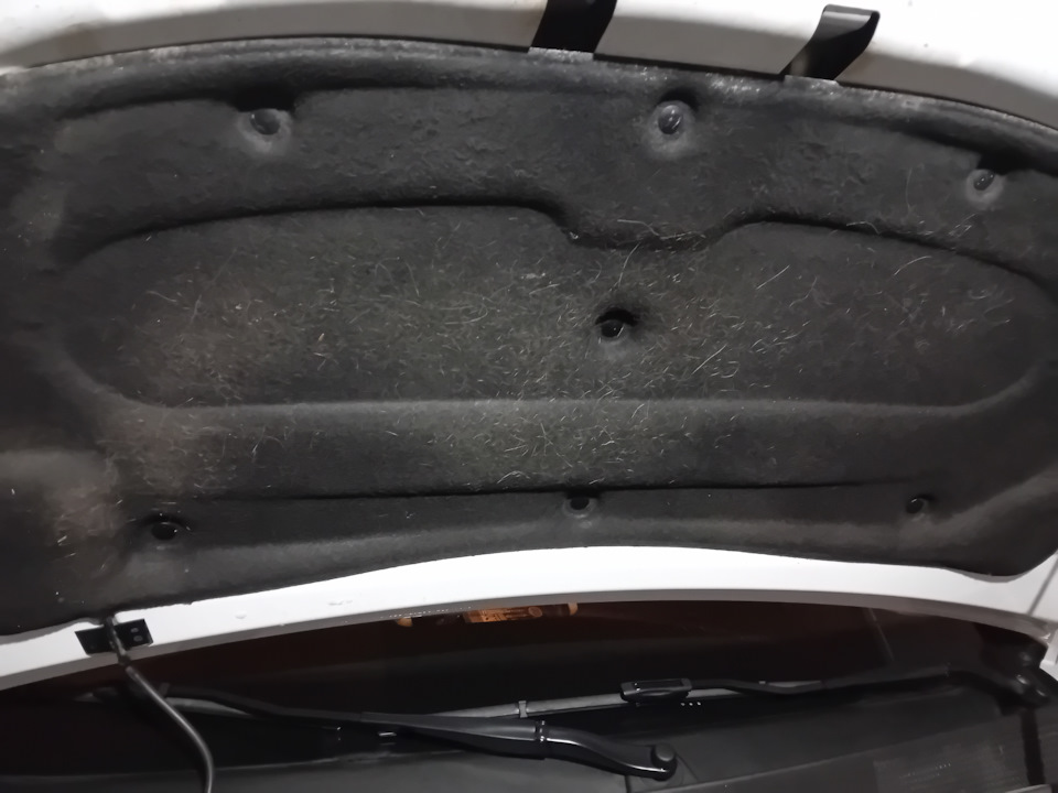 Похоже пушистые товарищи решили еще лучше утеплить своей шерстью заводской утеплитель — Renault Logan Stepway