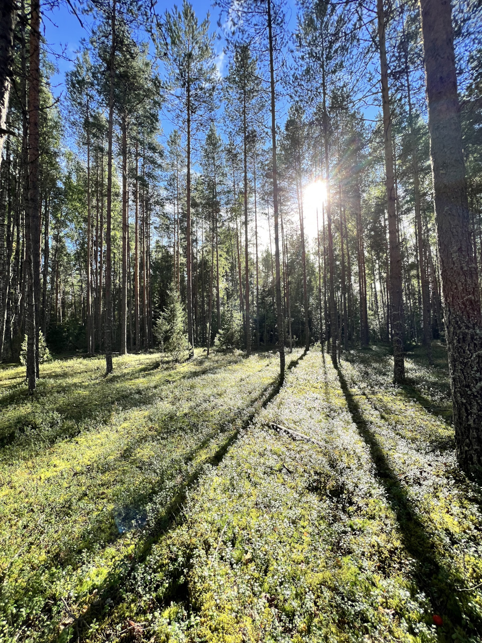 Семейный бомж-туризм. Терский берег. Часть 1, СПб — Кандалакша — Колвица. —  Renault Duster (1G), 1,5 л, 2015 года | путешествие | DRIVE2