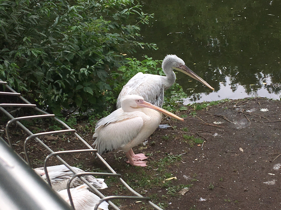 Пеликаны — Lada Granta