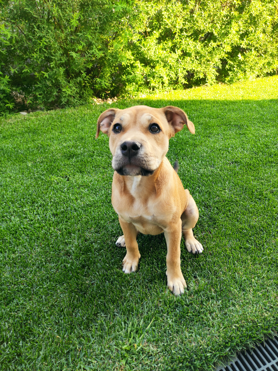 Масло — Audi Q5 Sportback, 2 л, 2022 года расходники DRIVE2