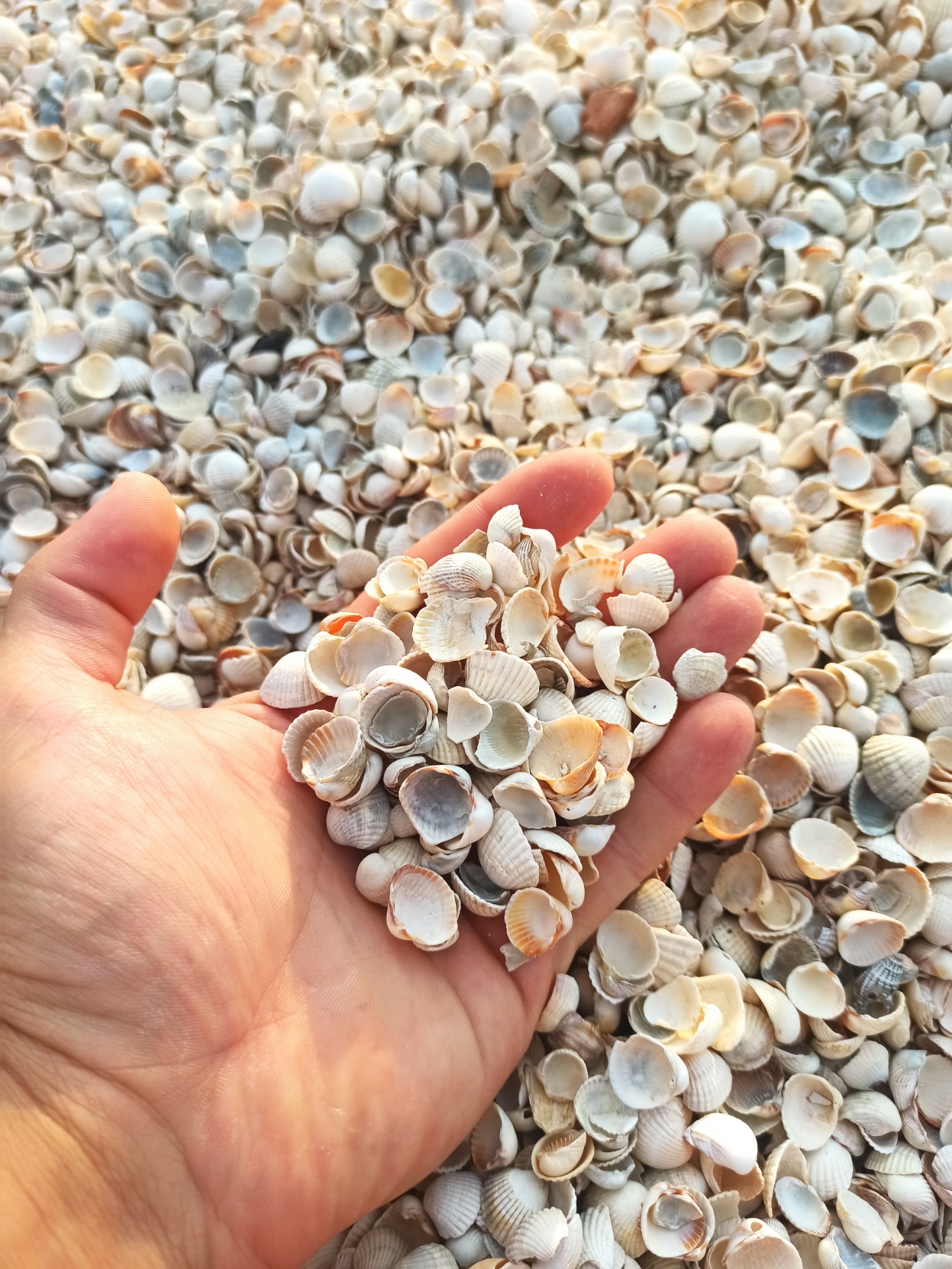 Одномассовое сцепление и полиуретановые сайлентблоки — Renault Laguna ...