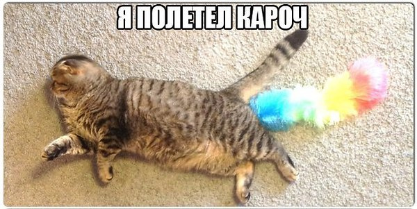 Кошки пукают