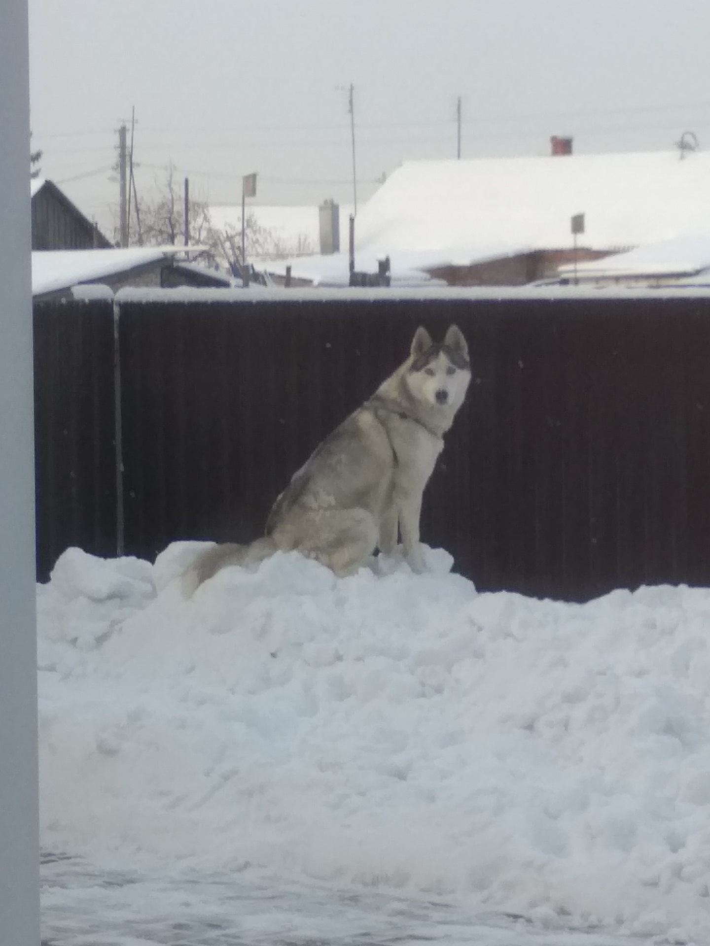Сказка про лису волка и прорубь. Чем дольше посижу тем. Чем дольше дома тем бездомнее. Усталость. Чем дольше посижу тем.