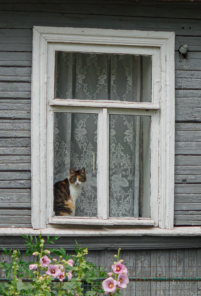 Котейка отдыхает — Renault Logan Stepway