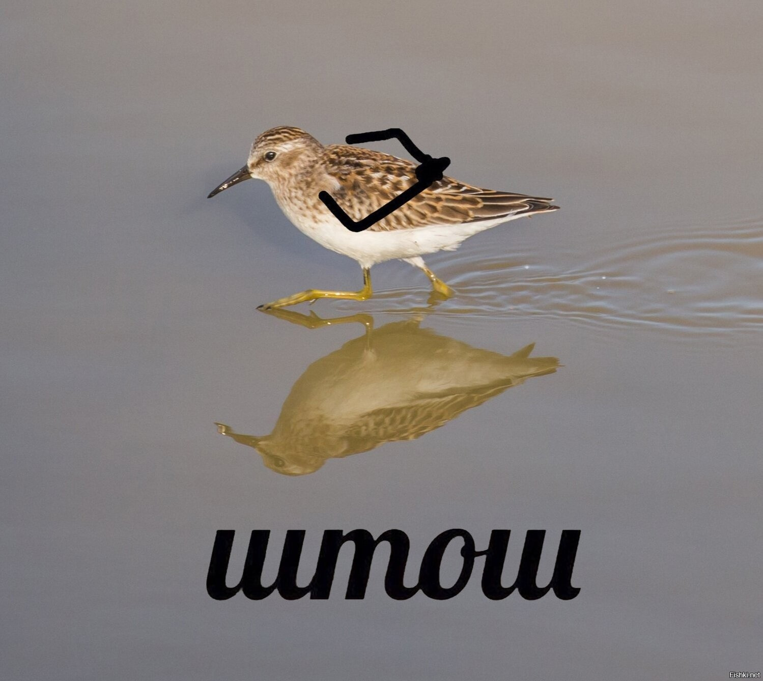 Што ж. Штош Мем. Мем штош с птицей. Ну штош Мем птичка. Чтож птица.