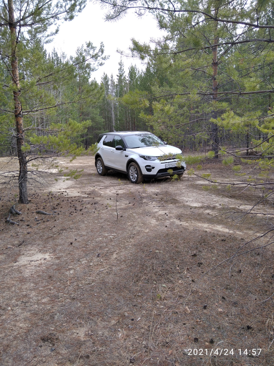 В весеннем лесу — Land Rover Discovery Sport (1G), 2 л, 2017 года |  покатушки | DRIVE2