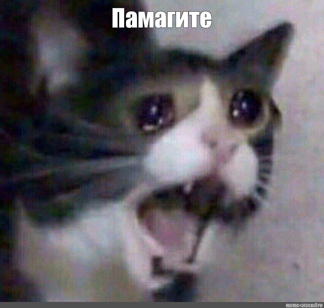 Мем кота