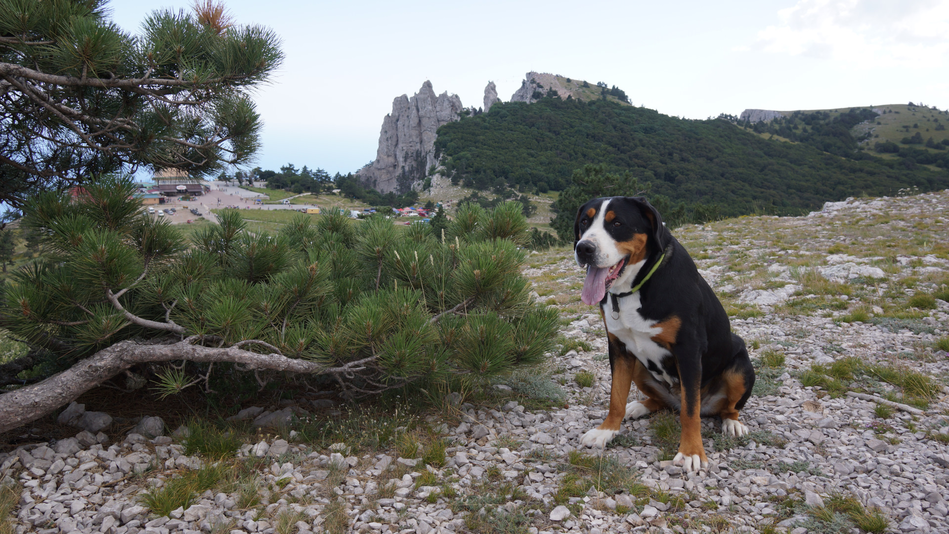 Где можно с собакой. Путешествие с собакой в Крым. Собачий туризм. Поездка в Крым с собакой средней породы. Куда можно съездить в путешествие с собаками.