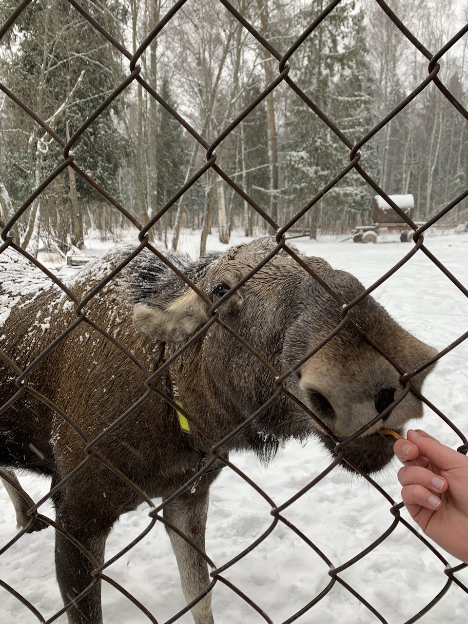 костомукшский заповедник лоси. упоротый лось. соль для диких животных. охота на лося на солонцах с лабаза. лось восточно сибирский сохатый.