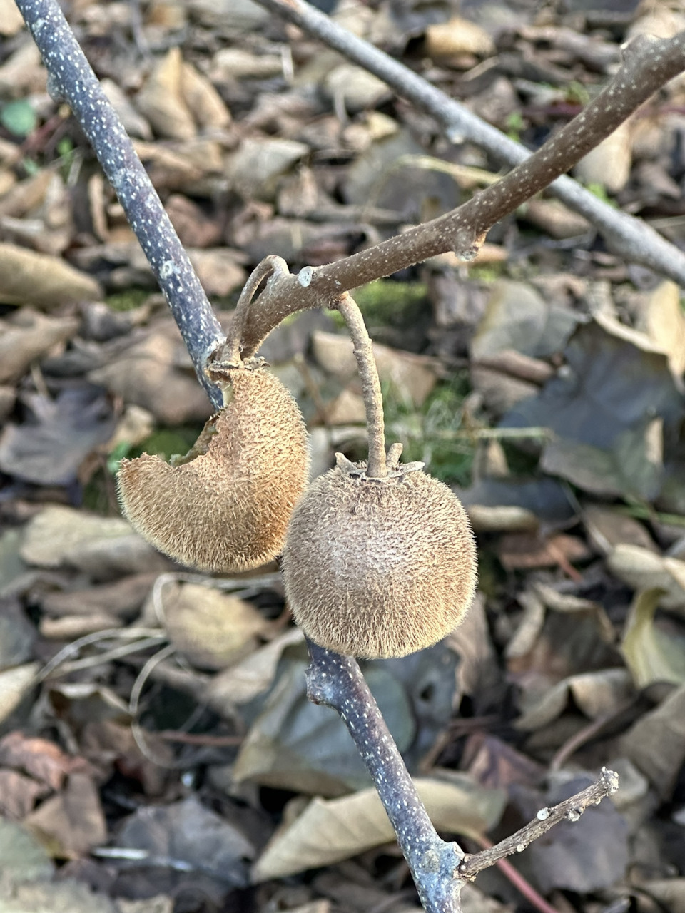 киви… — Audi 80 (B4)