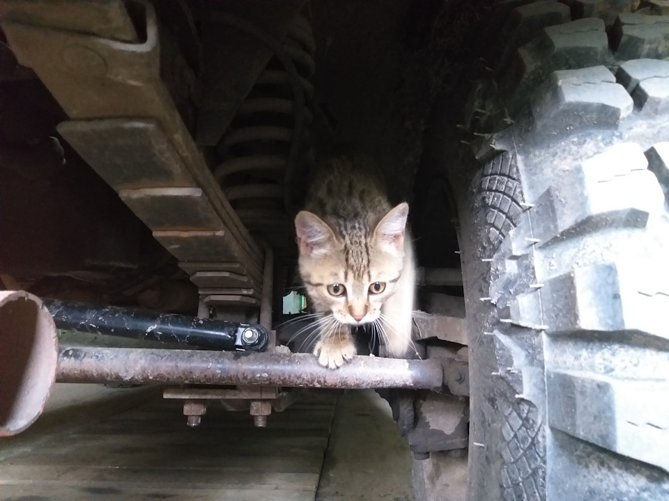 Замена масла. Раскоксовка и промывка двигателя сольвентом. — УАЗ 469, 2 ...