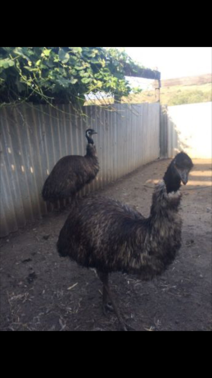 09.06 2019 Небольшое путешествие, размышления о радиаторах Пежо 307 ...