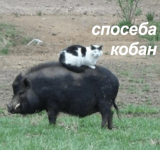 R7gpWOr61skTnqnmIKzR-Lc8Ijk-960.jpg