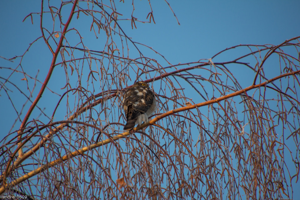 Установка ДВС и КПП Субару в Мазда рх8 — Mazda RX-8, 2 л, 2004 года ...