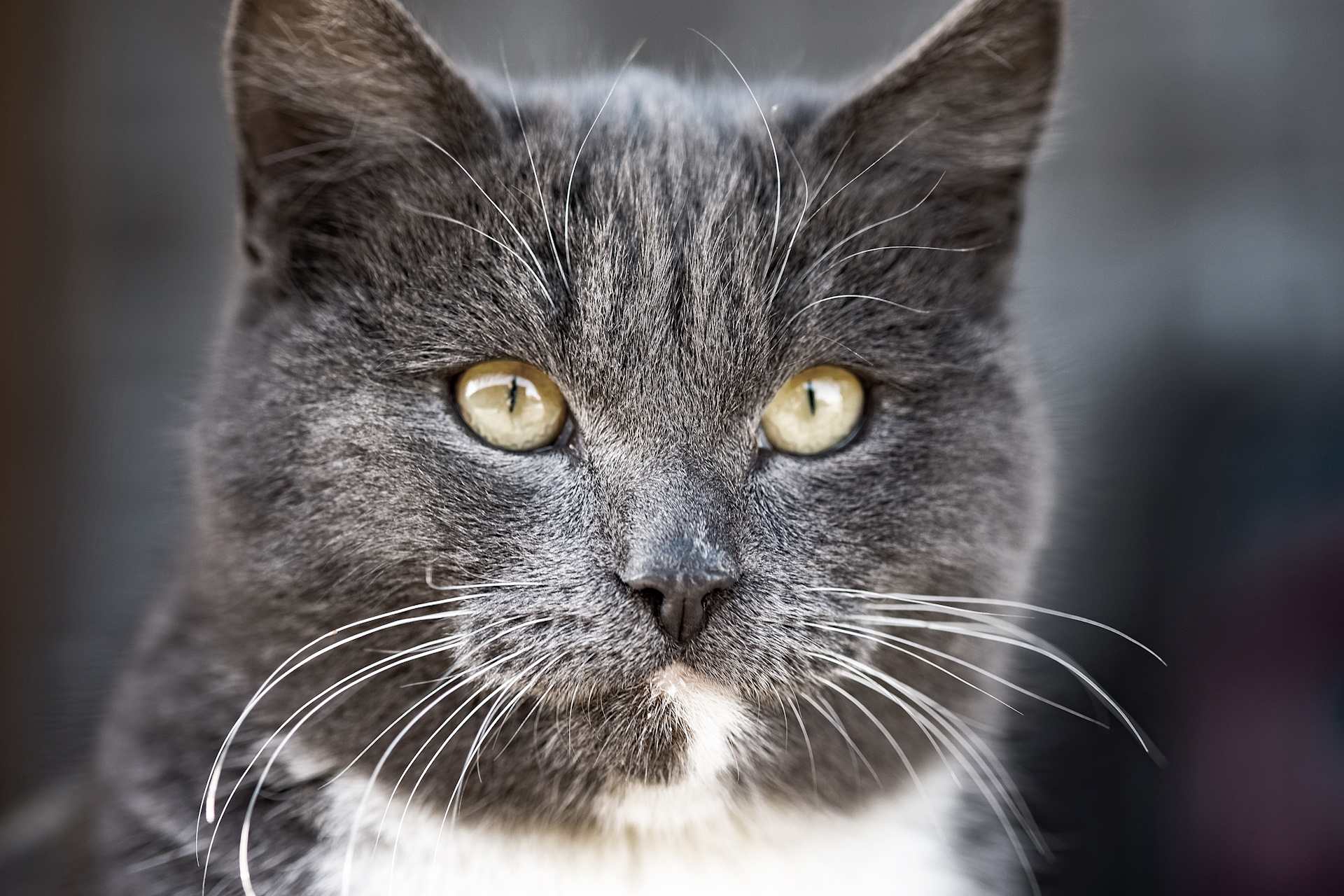 Темно серый кот. Серая британка трехцветная кошка. Британский молодой котик. Картинка серый кот идет по дороге. Игра серый кот
