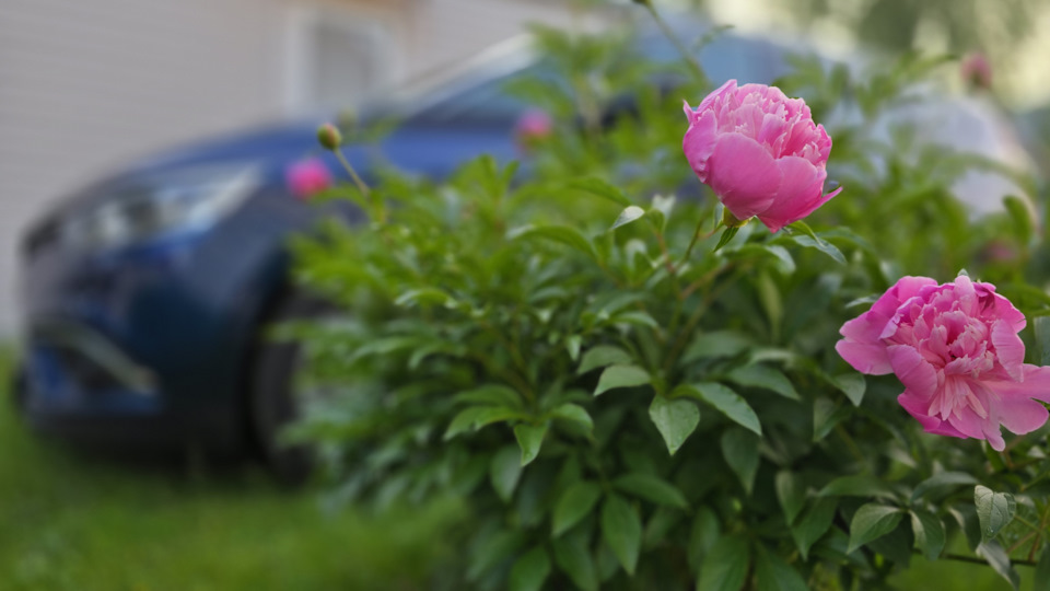Renault Grand Scenic "hippopotame français"🦛