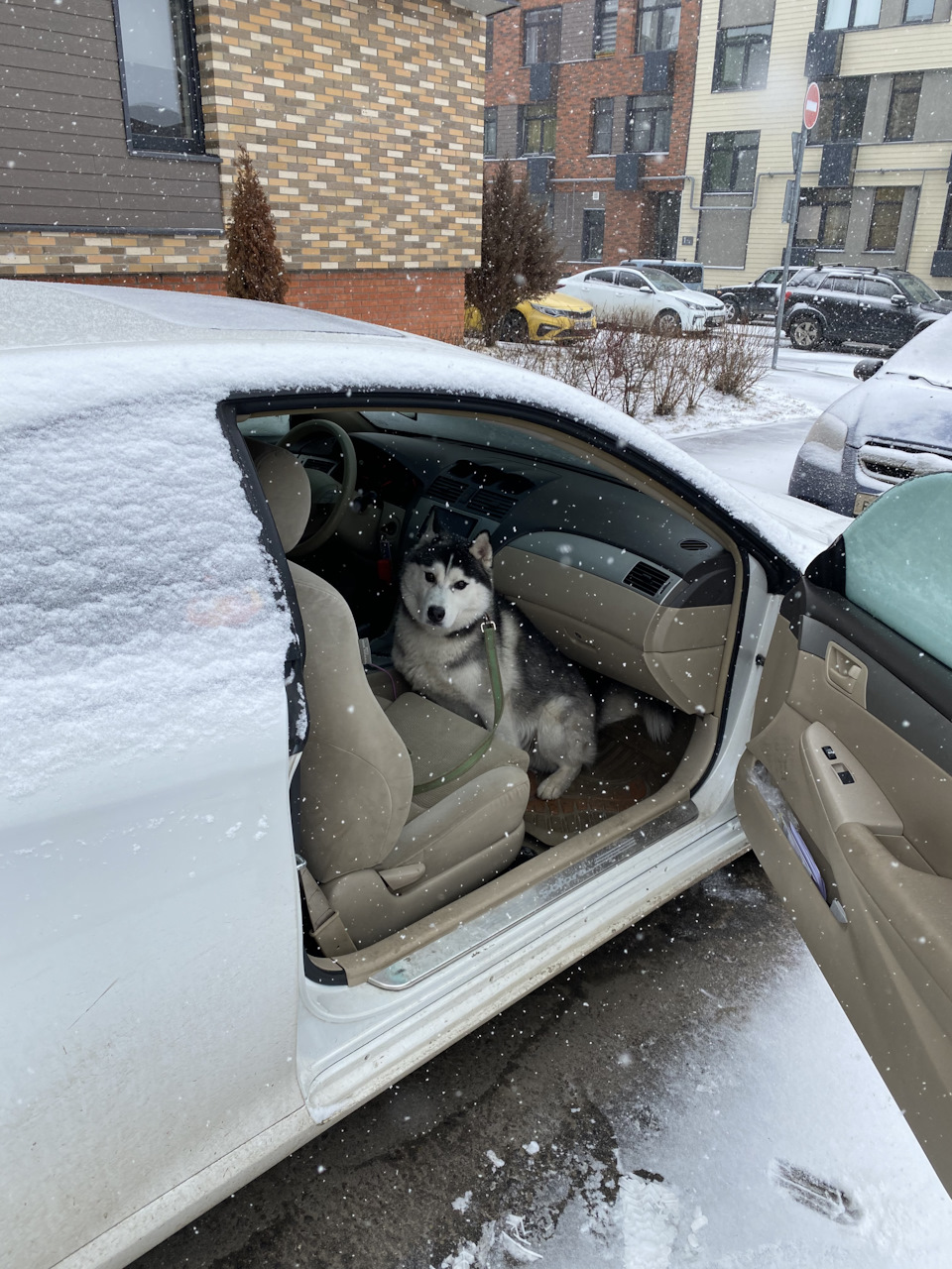 А у нас опять снег ❄️ — Сообщество «Зверьё Моё» на DRIVE2