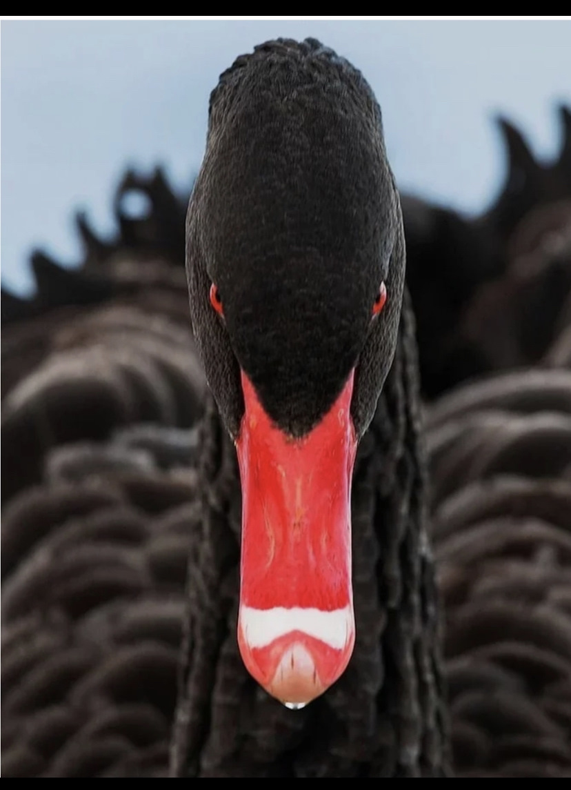 Чёрный лебедь фото птица