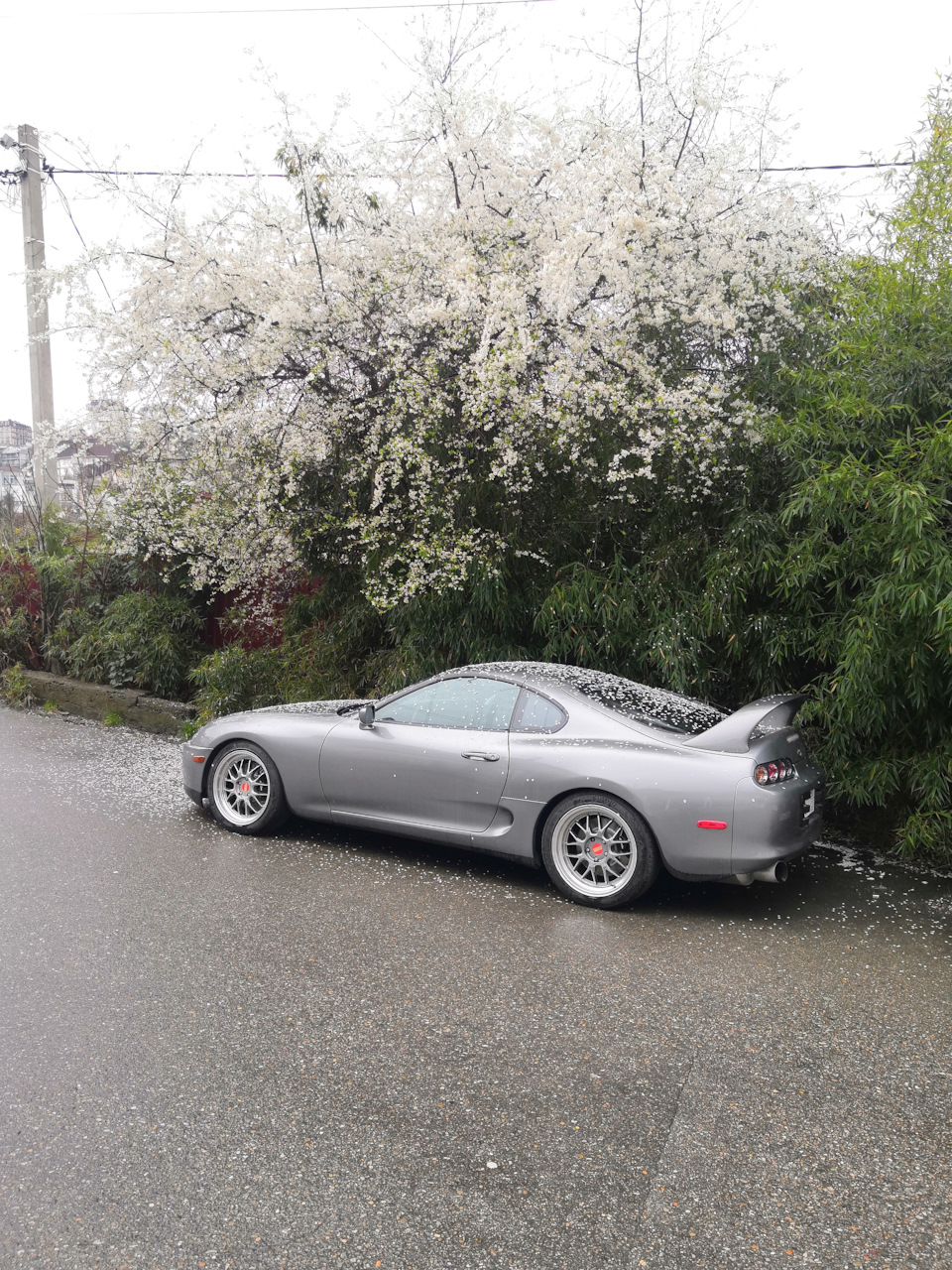 Supra и цветущий Сочи, весна. — Toyota Supra (80), 3 л, 1994 года |  фотография | DRIVE2