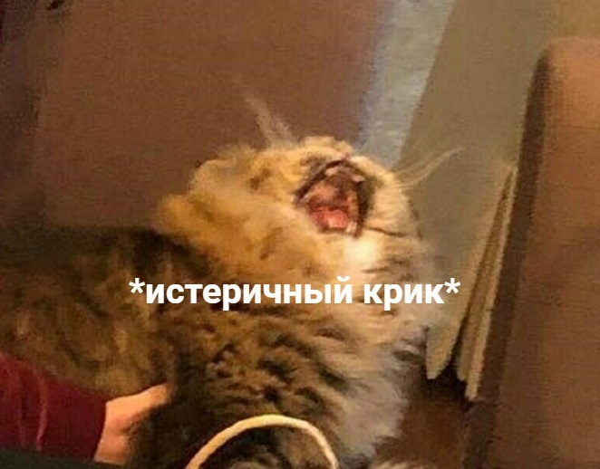 Крик кота