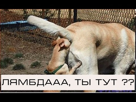 Свист приводного ремня, замена натяжителя приводного ремня. — KIA Rio 5 ...