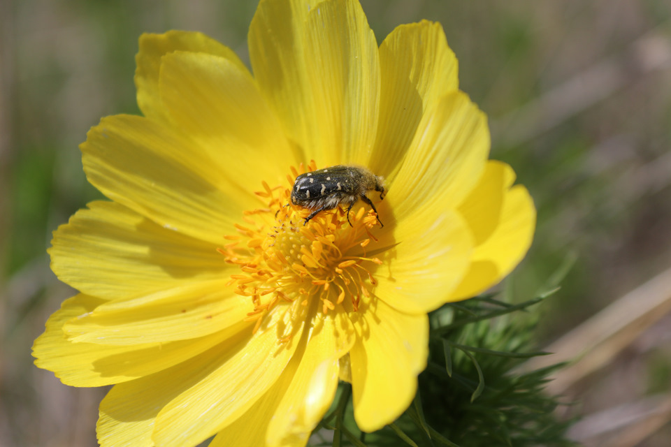 Когда нет пчел… — Сообщество «Фотоальбом Драйва» на DRIVE2