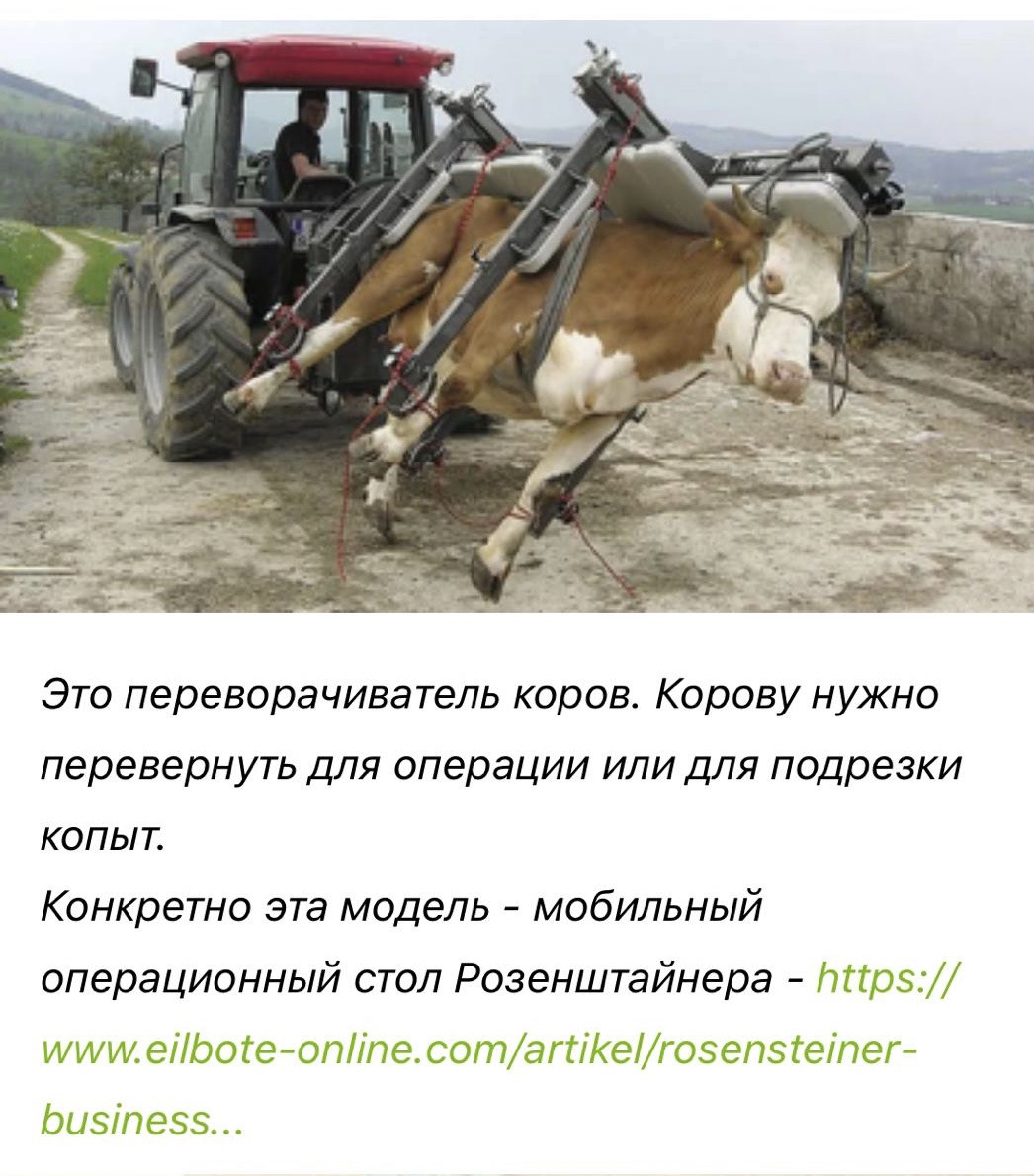 Мем с коровой. Корова Мем. Мемы с коровами.