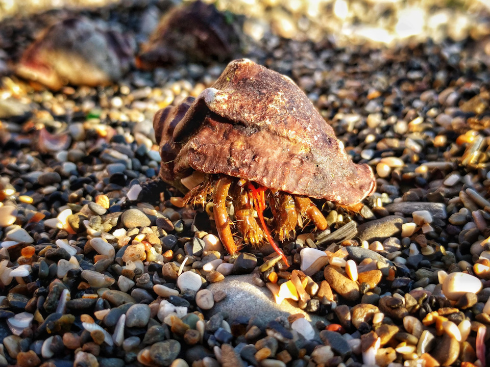 Крабы черного моря фото и описание