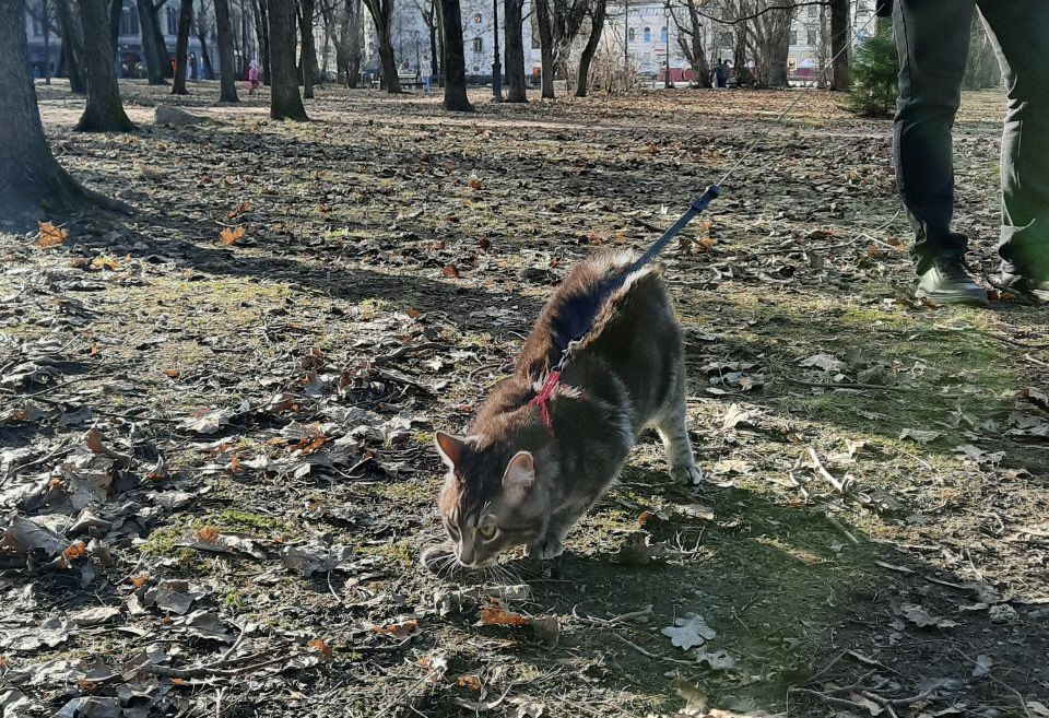 Крышка расширительного бачка на меньшее давление — Jaguar X-Type, 2,5 л ...