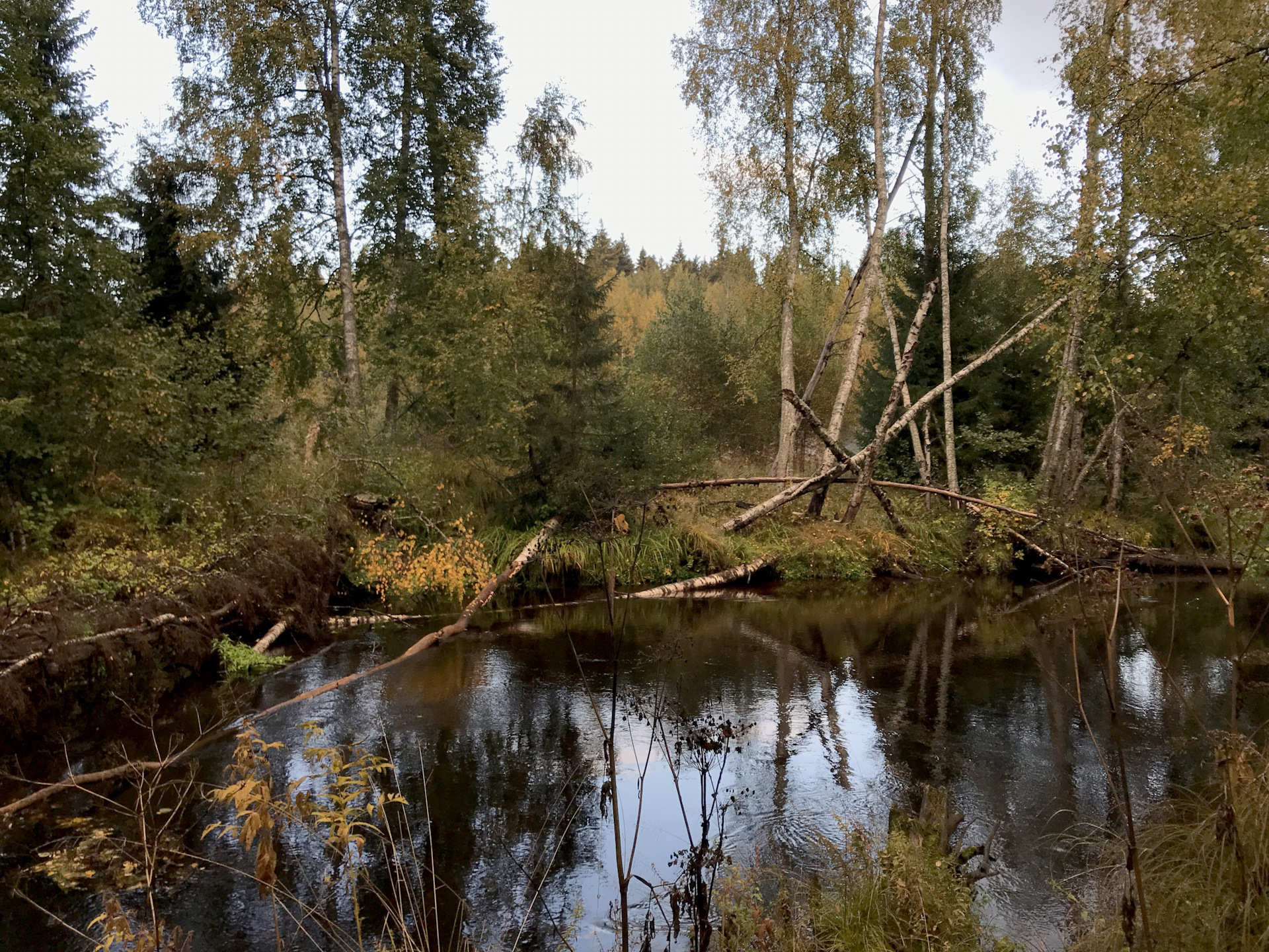 Гладышевский заказник фото