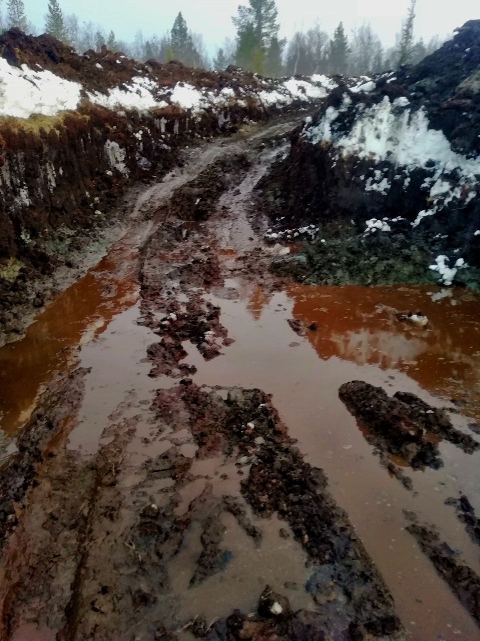 Где находится грязное. Грязь в лесу. Грязь в лесу фото.