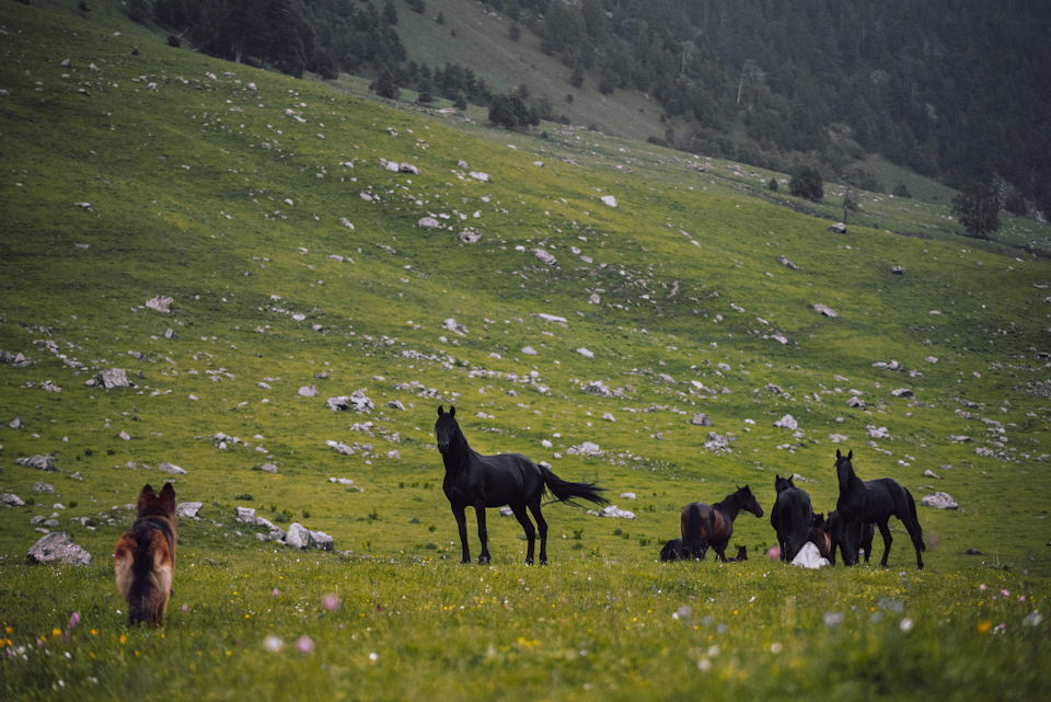 Река маруха карачаево черкессия что означает название. S iqYzEL6F1d6CnDHYE44Phk5QM 960. Река маруха карачаево черкессия что означает название фото. Река маруха карачаево черкессия что означает название-S iqYzEL6F1d6CnDHYE44Phk5QM 960. картинка Река маруха карачаево черкессия что означает название. картинка S iqYzEL6F1d6CnDHYE44Phk5QM 960. Река Маруха протекает по территории туристического района Архыза в Карачаево-Черкесской республике. Река маруха карачаево черкессия что означает название. S iqYzEL6F1d6CnDHYE44Phk5QM 960. Река маруха карачаево черкессия что означает название фото. Река маруха карачаево черкессия что означает название-S iqYzEL6F1d6CnDHYE44Phk5QM 960. картинка Река маруха карачаево черкессия что означает название. картинка S iqYzEL6F1d6CnDHYE44Phk5QM 960. Река Маруха протекает по территории туристического района Архыза в Карачаево-Черкесской республике.