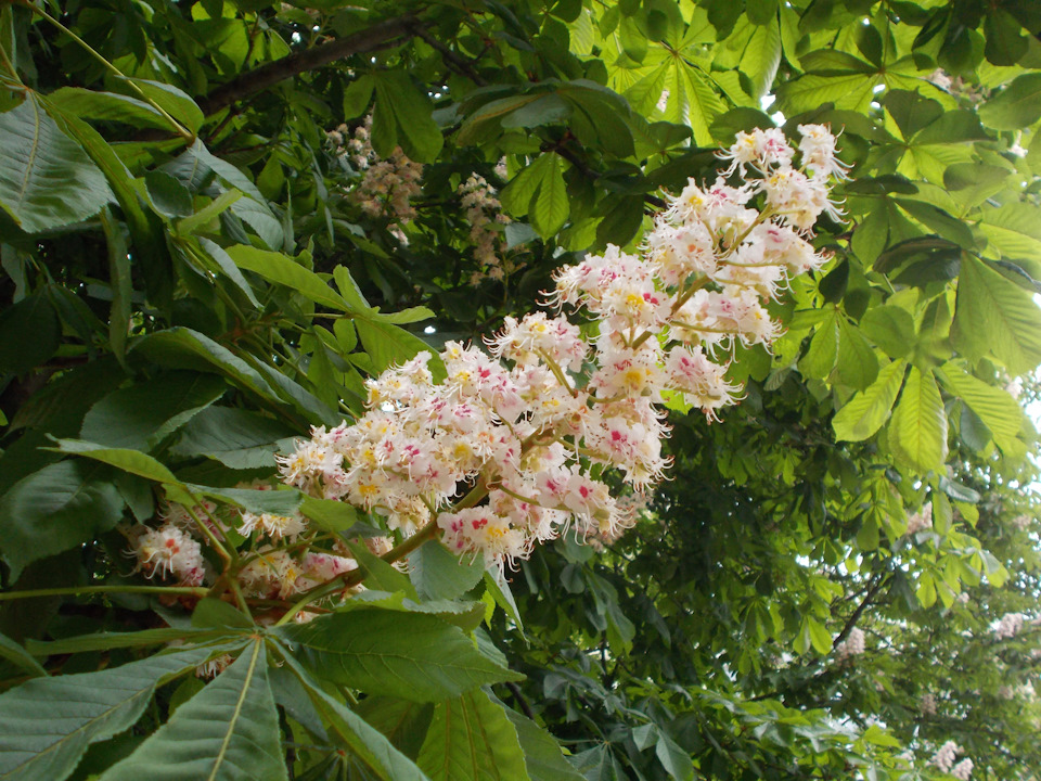 Пока стоял в Питере под загрузкой увидел вот такую красоту. — Renault Kangoo (1G)