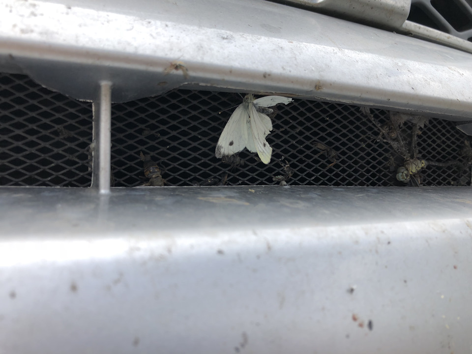 На сетке целый зоопарк насекомых — Nissan X-Trail II (t31)