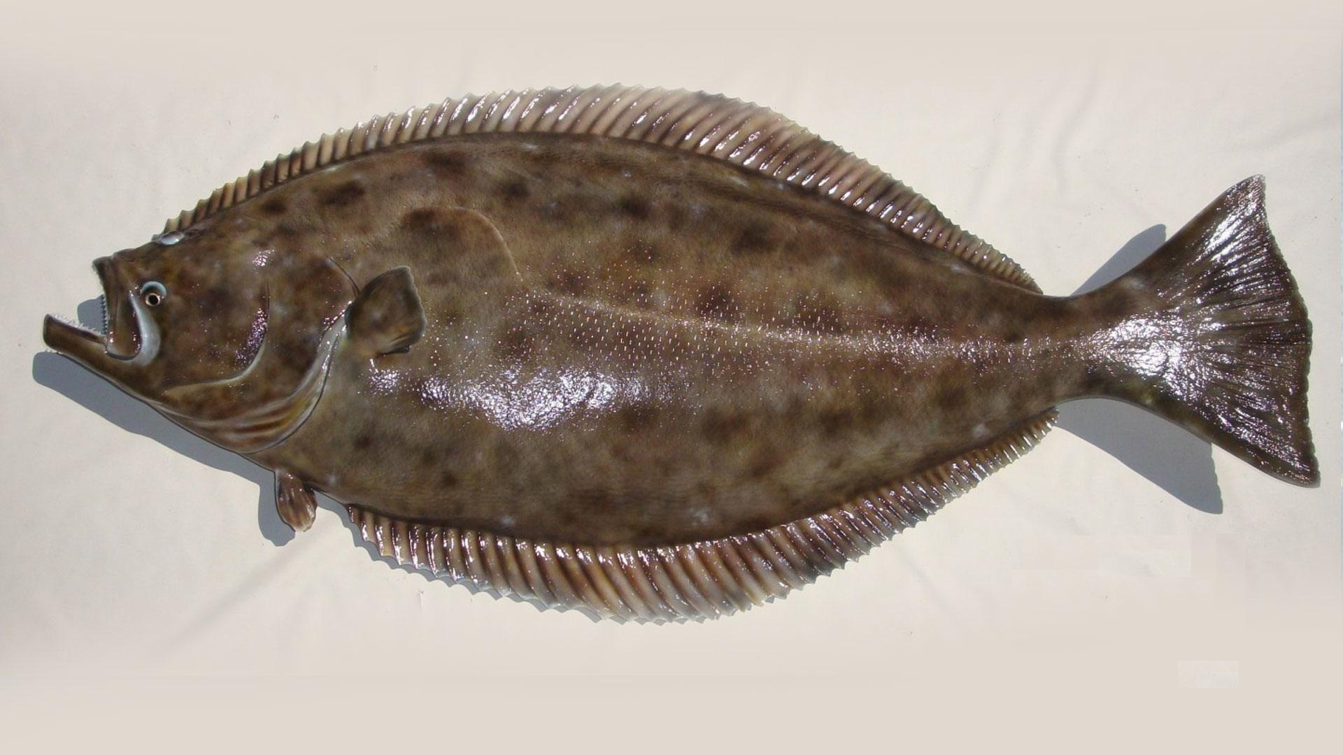 Палтус фото рыбы с головой живой
