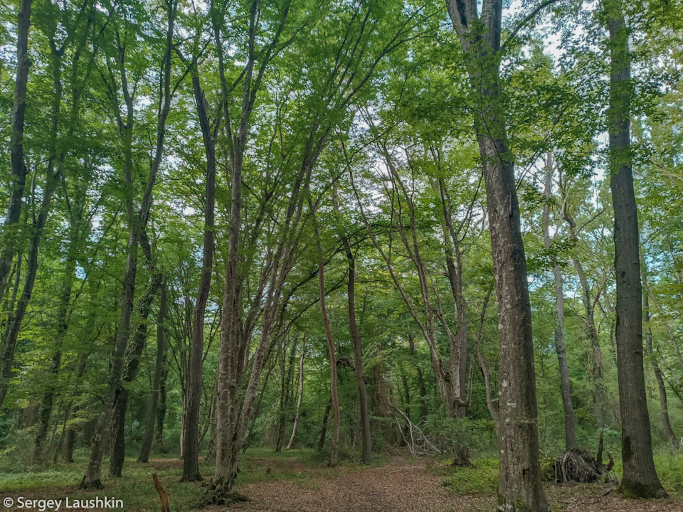 Самурский лес. — Mitsubishi Pajero Sport (2G)