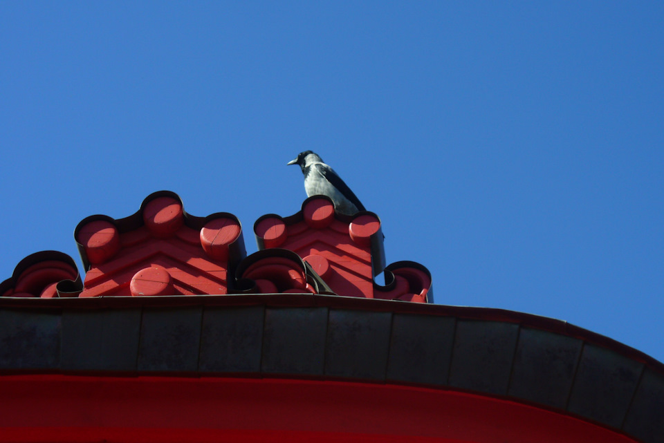 На крыше модель появилась. Громко требовала, чтоб её сфотографировали. Позировала всяко. — Nissan Qashqai (2G)