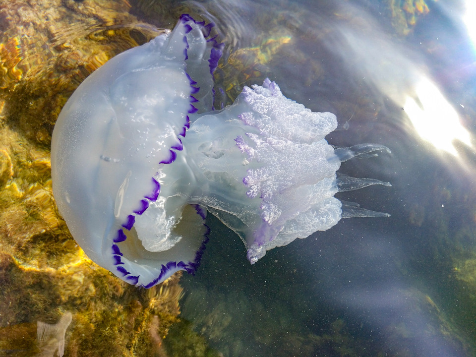 Медузы в районе Судака — Audi A5 (1G)