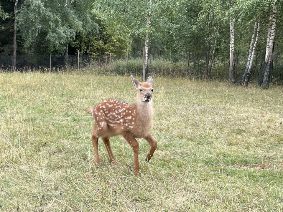 Фото в бортжурнале Cadillac Escalade (3G)