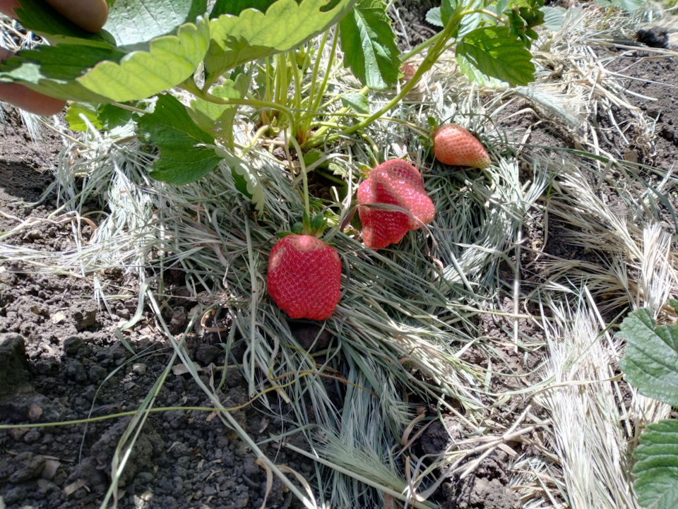 Фото в бортжурнале УАЗ Patriot