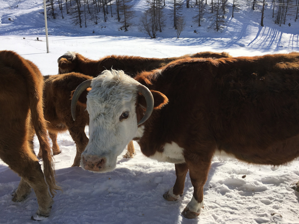 Фото в бортжурнале УАЗ Patriot