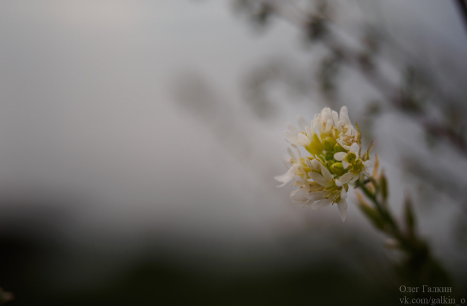 Суровые островные цветы — Renault Logan Stepway