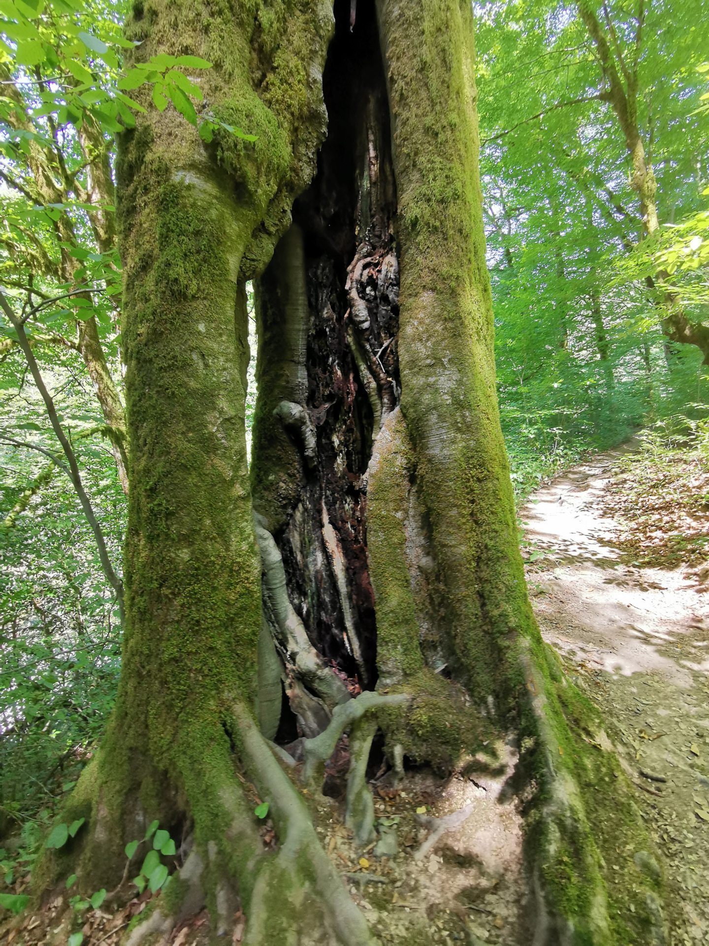 Экопарк Ажек Сочи — Сообщество «Фотоальбом Драйва: Мобилография» на DRIVE2