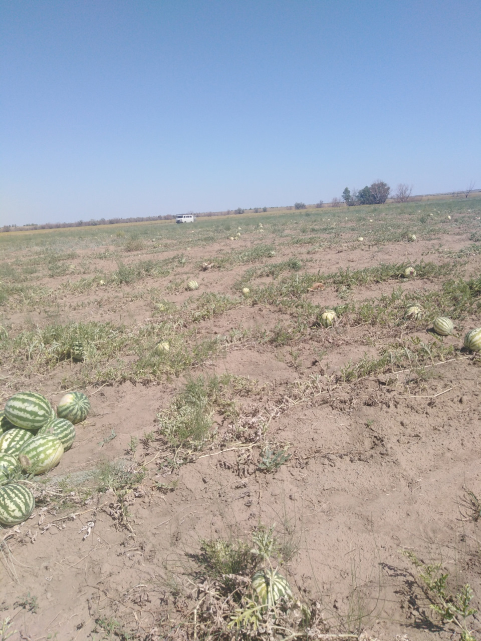 Поездка на поле, за арбузами. Сравнение микаса и трамблера. — УАЗ 2206 ...