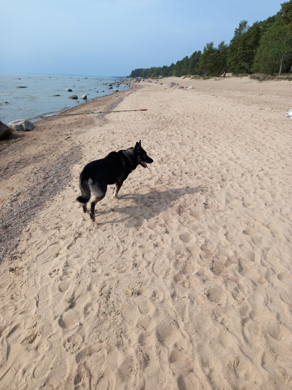 Местный пёс, ждущий по ходу, что его подкормят🍗😁 — Renault Sandero 2G