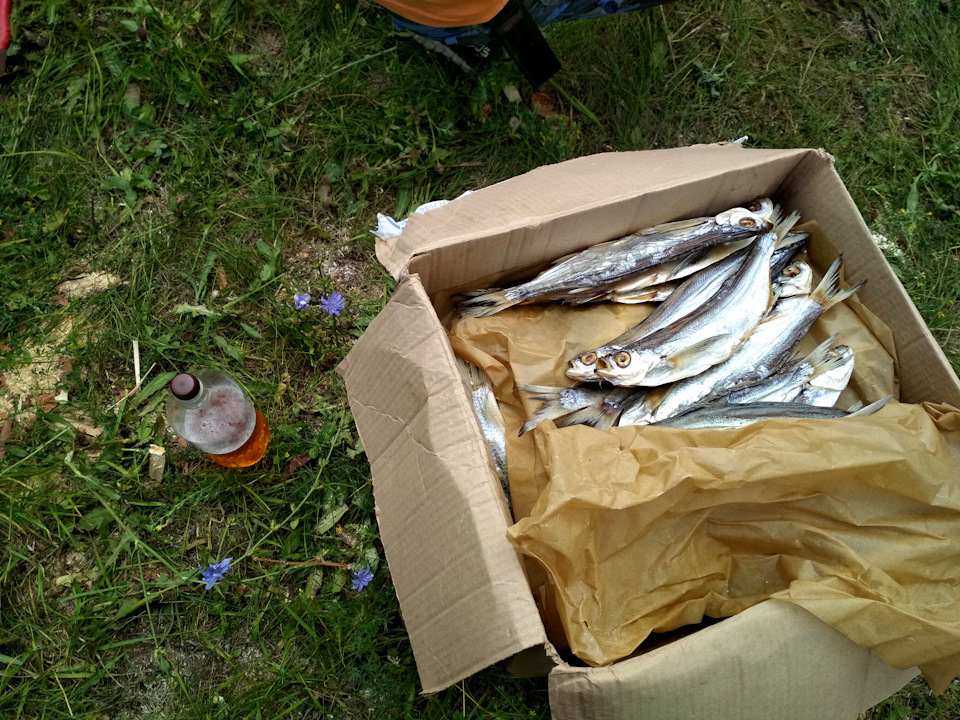 Рыба тоже водилась…и пиво — Honda Element