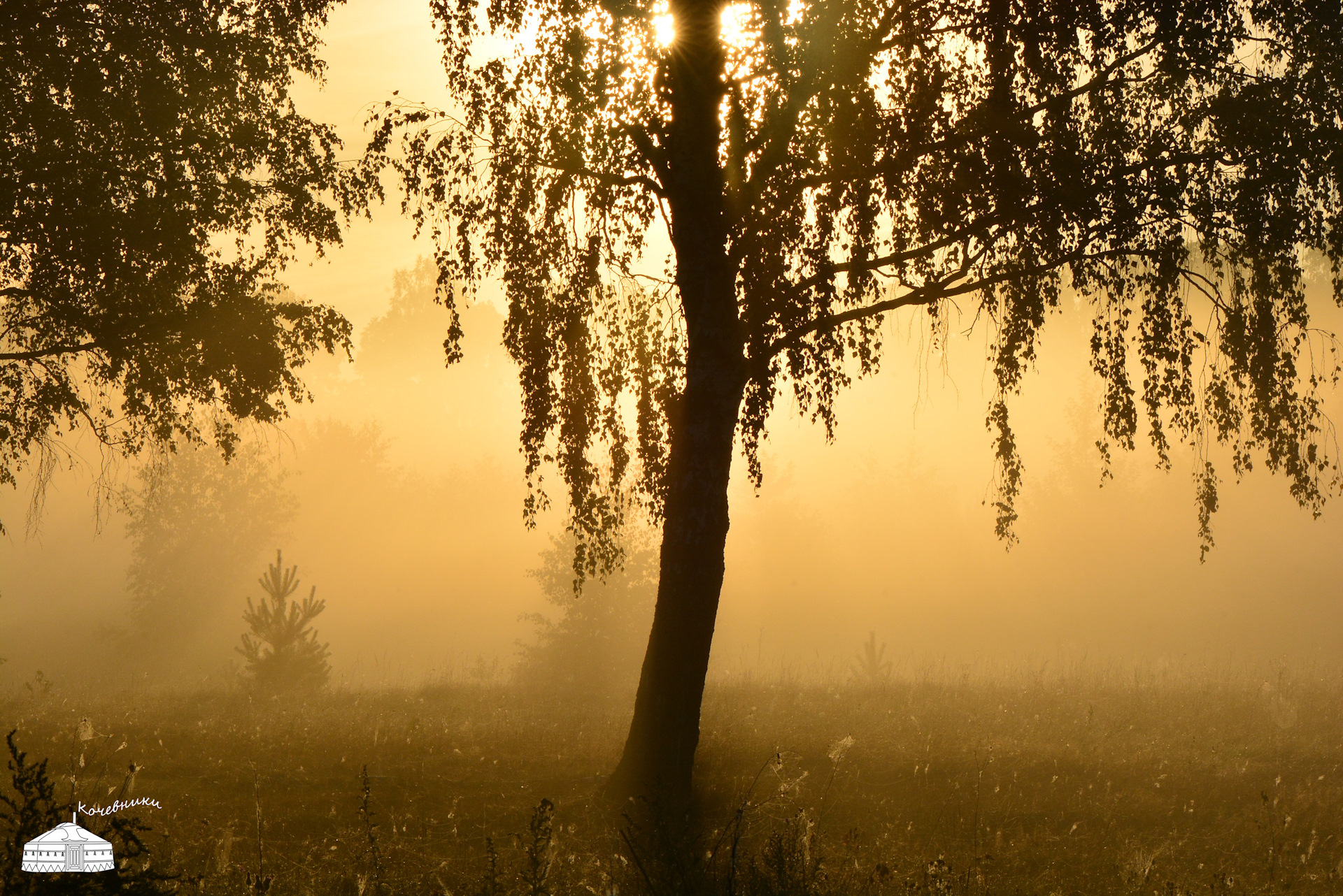 Березы В Тумане