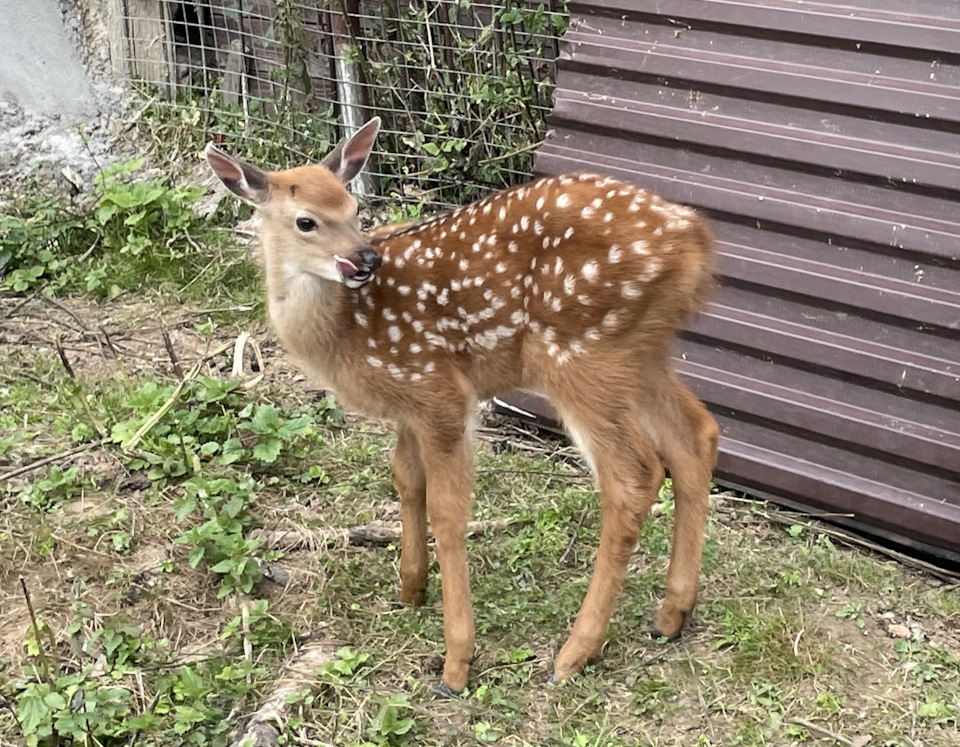 Фото в бортжурнале Cadillac Escalade (3G)