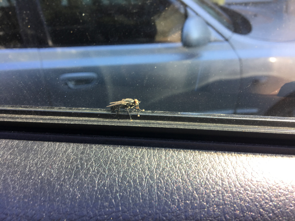 ну и муха напомнила на каком автомобиле я езжу! — KIA Sorento (2G)